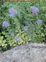 Flor de la viuda - Trachelium caeruleum. Arroyo de los Morales - Navas de San Juan