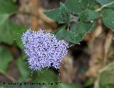 Flor de la viuda - Trachelium caeruleum. Las Chorreras Valdepeas