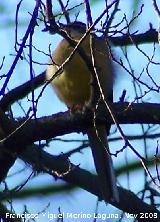 Pjaro Lavandera boyera - Motacilla flava. Alhama de Granada