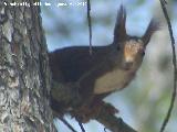 Ardilla - Sciurus vulgaris. Caada de Las Hazadillas - Jan