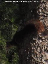 Ardilla - Sciurus vulgaris. Cuevas de Nerja