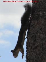 Ardilla - Sciurus vulgaris. Cuevas de Nerja