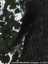 Ardilla - Sciurus vulgaris. Cuevas de Nerja