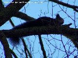 Ardilla - Sciurus vulgaris. Alhama de Granada