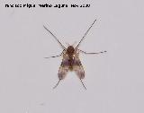 Mosquito fenestralis - Sylvicola fenestralis. Los Villares