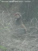 Pjaro Perdiz Roja - Alectoris rufa. Ro San Juan - Castillo de Locubn