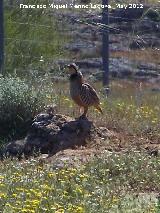 Pjaro Perdiz Roja - Alectoris rufa. San Marcos - Alcal la Real