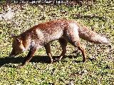 Zorro - Vulpes vulpes. Camino del Poyo de las Palomas - Quesada
