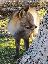 Zorro - Vulpes vulpes. Camino del Poyo de las Palomas - Quesada