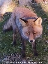 Zorro - Vulpes vulpes. Camino del Poyo de las Palomas - Quesada