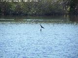 Pjaro Gaviota reidora - Chroicocephalus ridibundus. Laguna La Charca - Baeza