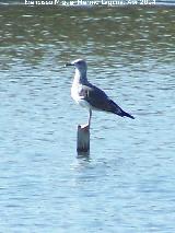 Pjaro Gaviota reidora