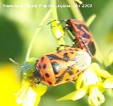 Chinche de escudo - Eurydema dominulus. Arquillos