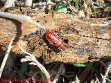 Chinche de campo - Spilostethus furcula. Ninfa. Portillo del Fraile - Jan