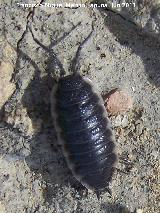 Cochinilla - Porcellio scaber. Los Alcores - Porcuna