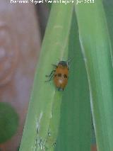 Escarabajo de seis puntos - Lachnaia Sexpunctata. Los Villares