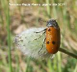 Escarabajo de seis puntos - Lachnaia Sexpunctata. Navas de San Juan