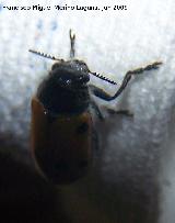 Escarabajo de seis puntos - Lachnaia Sexpunctata. Los Villares