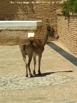 Cabra montesa - Capra pyrenaica. Jardn del Bao - Alhama de Murcia