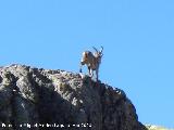 Cabra montesa - Capra pyrenaica. 