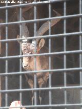 Cabra montesa - Capra pyrenaica. Zoo de Crdoba