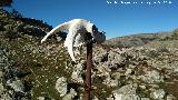 Cabra montesa - Capra pyrenaica. Cr�neo. Lomas de Carboneros - Valdepe�as de Ja�n