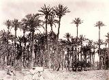 Palmeral de Elche. 1870