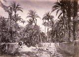 Palmeral de Elche. 1870