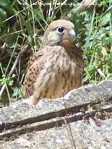 Pjaro Cerncalo - Falco tinnunculus. Madre de Dios - beda