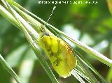 Mariposa Anthocharis euphenoides - Anthocharis euphenoides. Los Caones. Jan