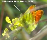 Mariposa Anthocharis euphenoides - Anthocharis euphenoides. Los Caones. Jan