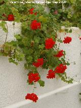 Geranio - Pelargonium zonale. Balneario de la Concepcin - Villatoya