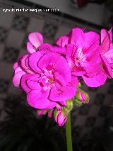 Geranio - Pelargonium zonale. Navas de San Juan