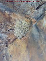 Pjaro Golondrina - Hirundo rustica. Nido. Barranco de la Cueva - Aldeaquemada