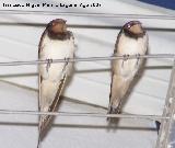 Pjaro Golondrina - Hirundo rustica. Los Villares