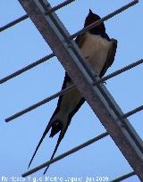 Pjaro Golondrina - Hirundo rustica. Los Villares