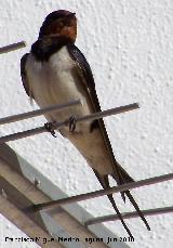 Pjaro Golondrina - Hirundo rustica. Los Villares