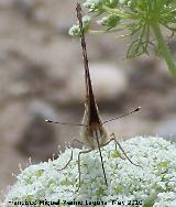 Mariposa Vanesa de los cardos - Vanessa cardui. Corbn - Lahiguera