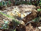 Mariposa Vanesa de los cardos - Vanessa cardui. El Hacho - Alcal la Real