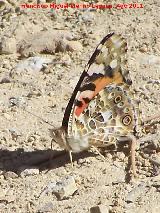 Mariposa Vanesa de los cardos - Vanessa cardui. Prado Maguillo - Santiago Pontones