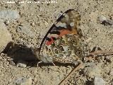 Mariposa Vanesa de los cardos - Vanessa cardui. Prado Maguillo - Santiago Pontones