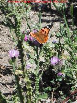 Mariposa Vanesa de los cardos - Vanessa cardui. Arroyo de Valdecanales - Rus