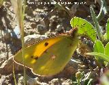 Mariposa canario azufrado - Colia hyale. Los Caones. Jan