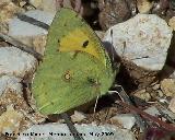 Mariposa canario azufrado - Colia hyale. Los Caones. Jan