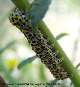 Polilla del gordolobo - Shargacucullia scrophulariae. Pitillos. Valdepeas