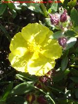 Jarilla de Sorbas - Helianthemum alypoides. Sorbas