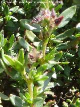 Jarilla de Sorbas - Helianthemum alypoides. Sorbas