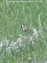 Pjaro Jilguero - Carduelis carduelis. Llanos de Palomares - Campillo de Arenas