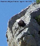 Pjaro Collalba negra - Oenanthe leucura. Mostrando la cola. Fuente de la Pea (Jan)