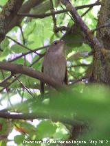 Pjaro Curruca mosquitera - Sylvia borin. Tajo de las Palomas - Mocln